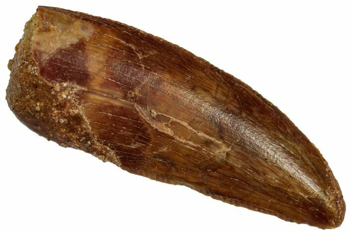 Serrated Raptor Tooth - Real Dinosaur Tooth #332279